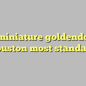 10+ miniature goldendoodle houston most standard