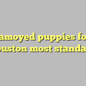 10+ samoyed puppies for sale houston most standard