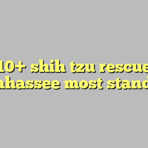 10+ shih tzu rescue tallahassee most standard