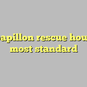 9+ papillon rescue houston most standard