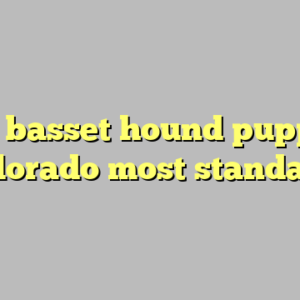 10+ basset hound puppies colorado most standard
