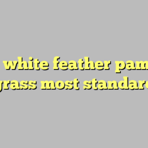 10+ white feather pampas grass most standard