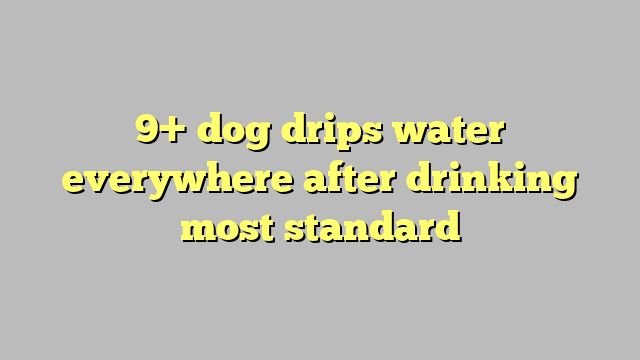 9+ dog drips water everywhere after drinking most standard - Công lý