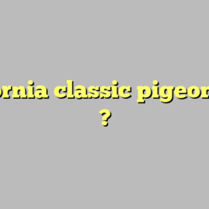 california classic pigeon race ?