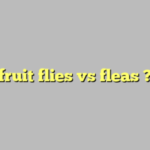fruit flies vs fleas ?