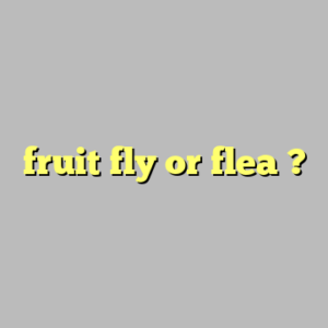 fruit fly or flea ?