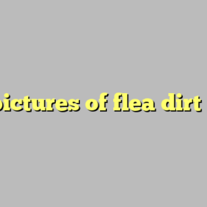 pictures of flea dirt ?