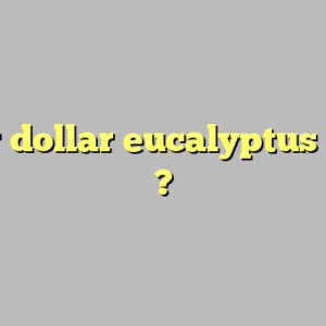 silver dollar eucalyptus seeds ?