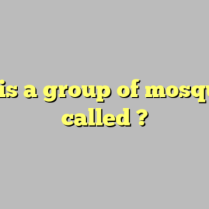 what is a group of mosquitoes called ?